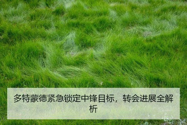 多特蒙德紧急锁定中锋目标，转会进展全解析